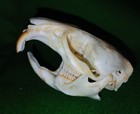 MUSKRAT SKULL Rodent Trophy Hunting Taxidermy