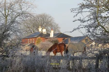 Photo 12x8 Horses in a field at Manor House Farm, adjacent to the Grand Un c2012
