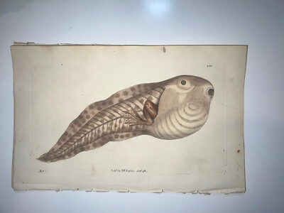Tadpole Frog - 1783 RARE SHAW & NODDER Hand Colored Copper Engraving