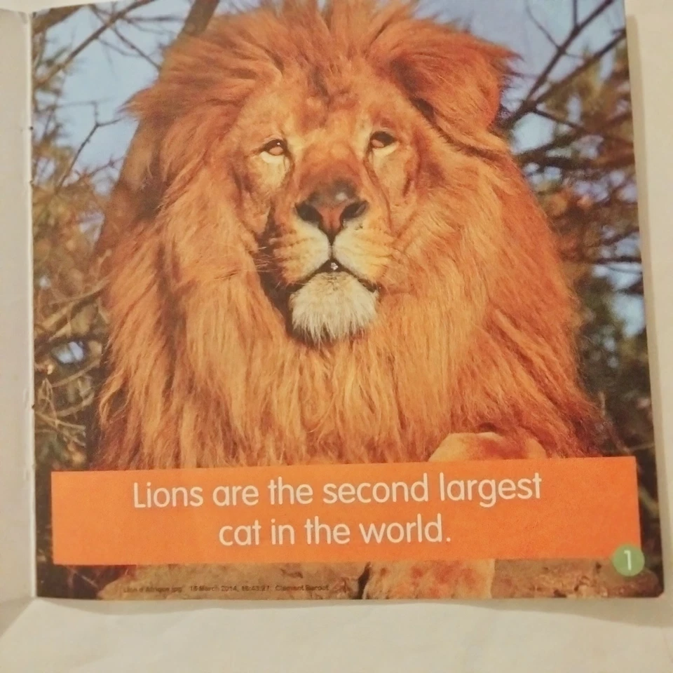 Learn365 African Animals Lion Educational Mini Book Kids - Image 4 of 4