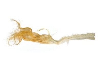 Tanned USA Bovine Cow Tail Switch: Long Hair 5''+ (18-35TSWU-L) Y1H