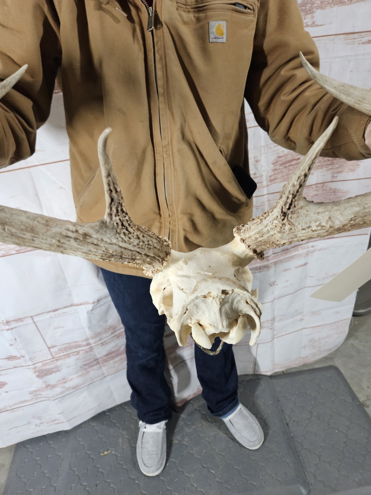 Wild 8 Point Whitetail Deer Antler Rack Horn Skull European Mount Man Cave 133"