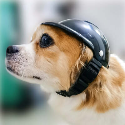 agv dog helmet Medical so that your dog wear more cozy Dog Helmet Pet Motorcycle Hat