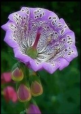 20 Mallow rose flower seeds for spring summer pink Yellow White colorful fast g