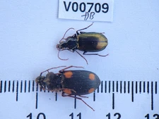 V00709. Insects, Beetles, Carabidae sp. North Vietnam, Dien Bien