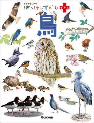 Birds: Window Flap Book (Discovery Picture Book Plus) Keisuke Ueda