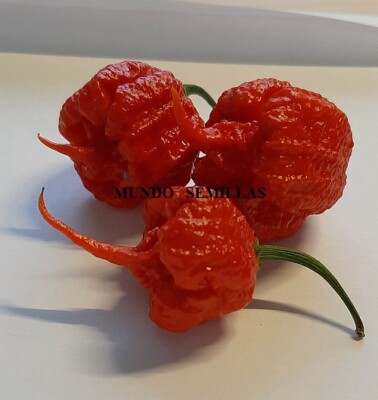 Dragon's Breath Long Tail Hotter Than Carolina Reaper Chili 10