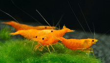 10 1 Sunkist Orange Shrimp Neocaridina High Grade  Freshwater Aquarium Shrimp