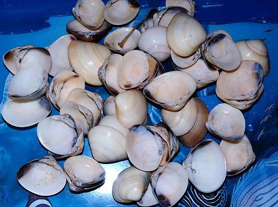 1/2 POUND OF YELLOW COQUINAS SEA SHELLS FROM INDIA 1 to 1-1/2''  BEACH  CRAFT
