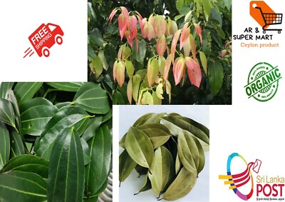Dried Ceylon Organic Natural Cinnamon Leaves 100% Best Quality Herbal Leaf