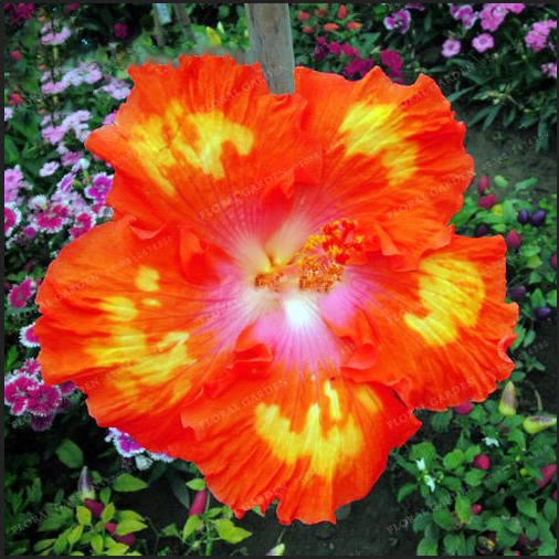 Giant Hibiscus Bonsai 24 Kinds Rosa Flowers Mix Color Tree