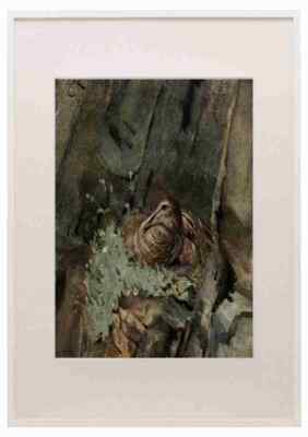 Alexander Naturkunde Hochland 1919 Eider Ente A3 A4 gerahmter Druck Bild