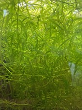 1 Cup Guppy Grass Live Aquarium Plant NO DUCK WEED GUARANTEED