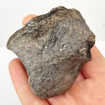 Sauropod Toe Bone - Self Dug - Morrison Fm. - Big Horn Co., WY