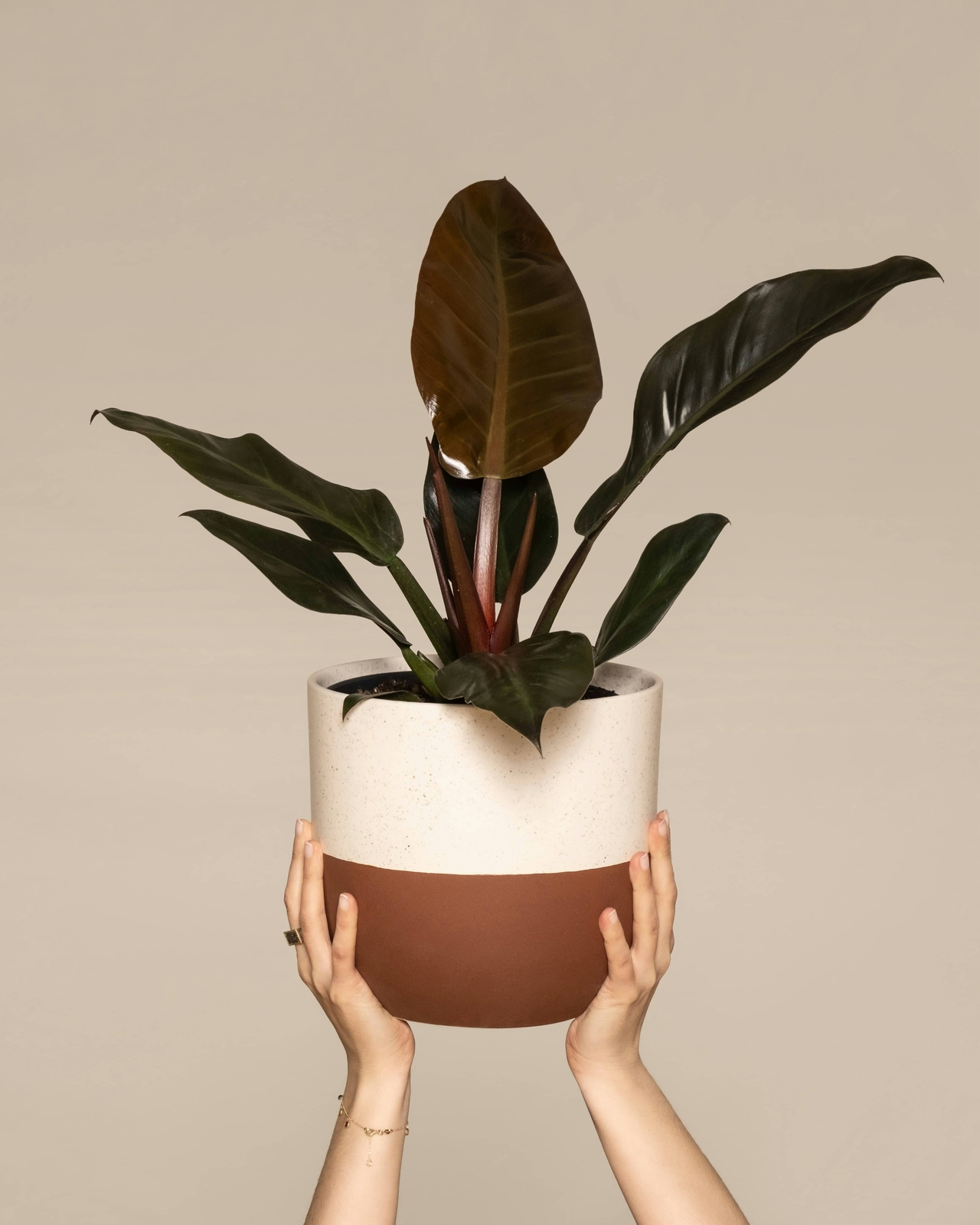 Philodendron Imperial Red - Ø14cm - ↕40cm