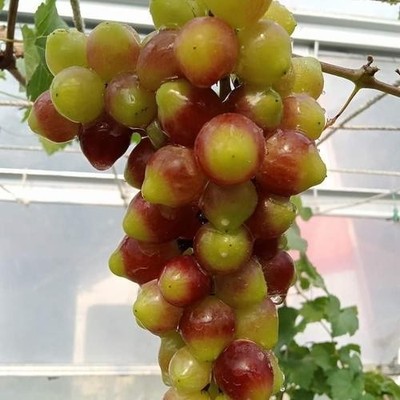 Kupidon Grape Seedss - 100 pcs | Vitis vinifera | for Planting
