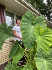 2 Elephant Ear Bulbs....WINTER SALE!