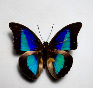 標本 Peru Prepona praeneste 84mm 標本 Peru Prepona praeneste 84mm Prepona praeneste confusa M A1