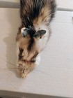 Wild Opossum Tanned Pelts Soft Fur for Cabin Crafts, Hide — photo 4