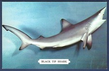 BLACK TIP SHARK 