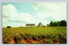 Prince Edward Island Potato Field in Full Bloom with Farmhouse and Barns