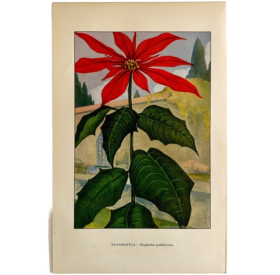 Poinsettia Lithograph 1920 Flower Print Myron Van Brunt Floral Garden