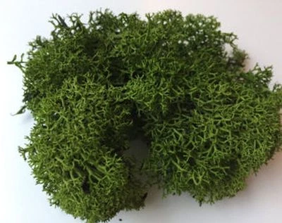 BIOTOPE AQUATICS LTD Dark Green Reindeer Moss Dolls House Miniature Garden Flower Foliage Accessory