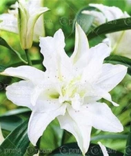 20 SEEDS for Moon White LILY RARE flower exotic home garden plant USA Seller