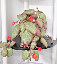 NEW to the UK: Episcia flame Violet ‘Seafoam' vibrant, reflective shiny foliage