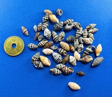 sea shell from Japan  Surf-Tumble Seashell Set  small      