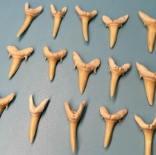 Sand Tiger Shark Tooth - Jewelry Grade - Not Megalodon or Great White