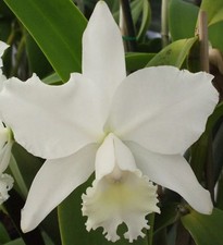 Cattleya Hawaiian Wedding Song &lsquo;Virgin&rsquo; Fragrant Orchid - 6&rdquo; Pot