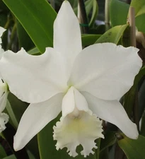 Cattleya Hawaiian Wedding Song ‘Virgin’ Fragrant Orchid - 6” Pot