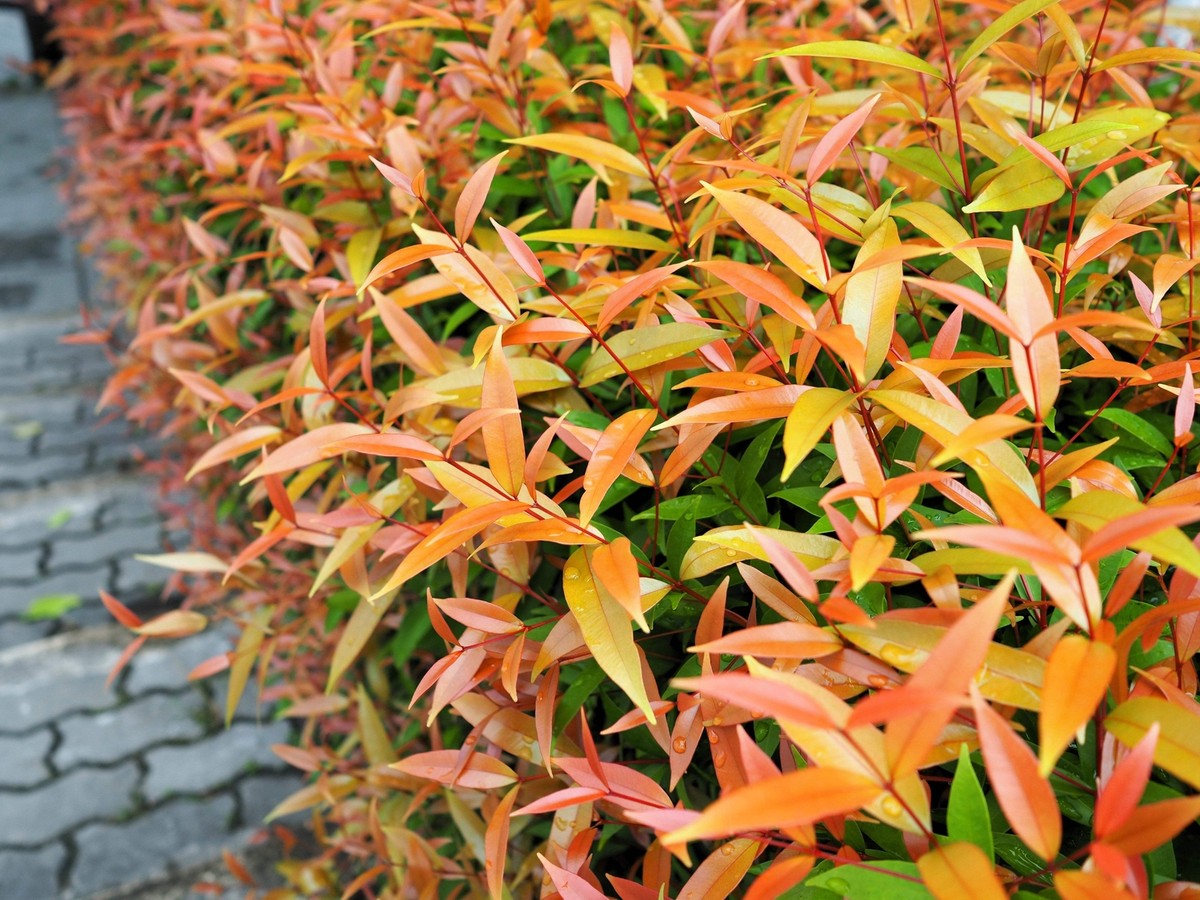 15 DWARF SACRED BAMBOO Heavenly Nandina Domestica Nana Pink Red