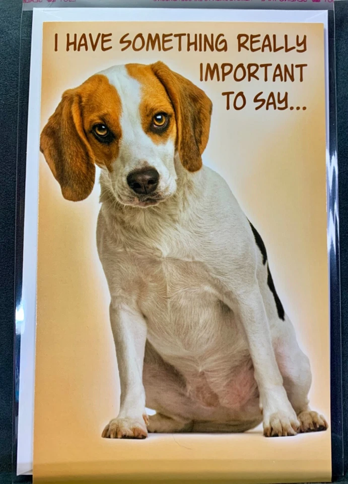 Happy Birthday Card! Important Message! Sweet Beagle