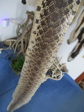 BULL snake skin snake hide DRY tanned bow wrap blanks snake art NICE 53 IN. X1