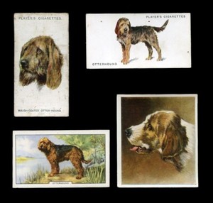 OTTERHOUND HUNTING DOG ANTIQUE VINTAGE CIGARETTE CARDS - x 4 all original