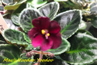 African Violet Plant ~ Mac's Voodoo Yoodoo ~ Semi — photo 1