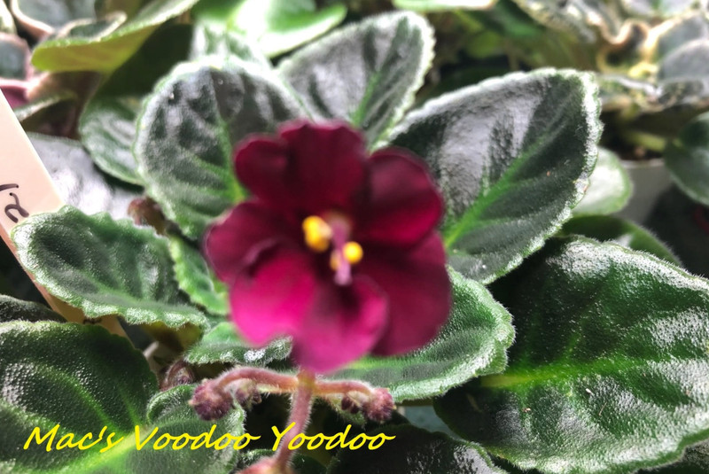 African Violet Plant ~ Mac's Voodoo Yoodoo ~ Semi