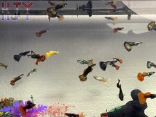 Guppy Randomized Variety Pack 10 PK MALE ONLY 