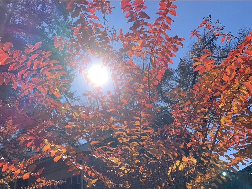 6+ Native Lavender Crape Myrtle Fresh 12”+ Cuttings Fast Growing Flowering Lilac - Image 2 of 4