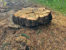 holzscheibe, baumscheibe 130cm mammutbaum kolossal
