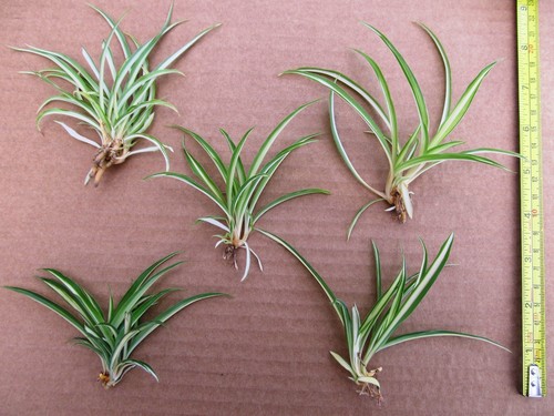 5 x BABY SPINNE PFLANZEN