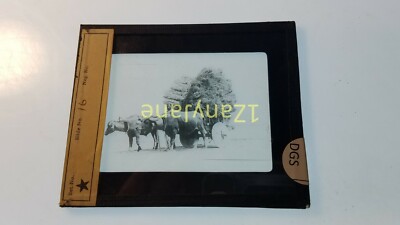 DGS Glass Magic Lantern Slide Photo 2 BULLS PULLING WAGON FILLED WITH HAY STRAW