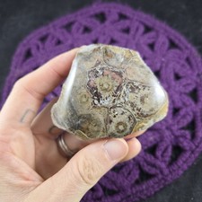 Fossil Coral Polished Natural Display Stone Crystal Fossilized Spirals Morocco