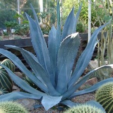 Agave Americana - Stunning Century Plant Agave - 10 Fresh Seeds - UK Hardy