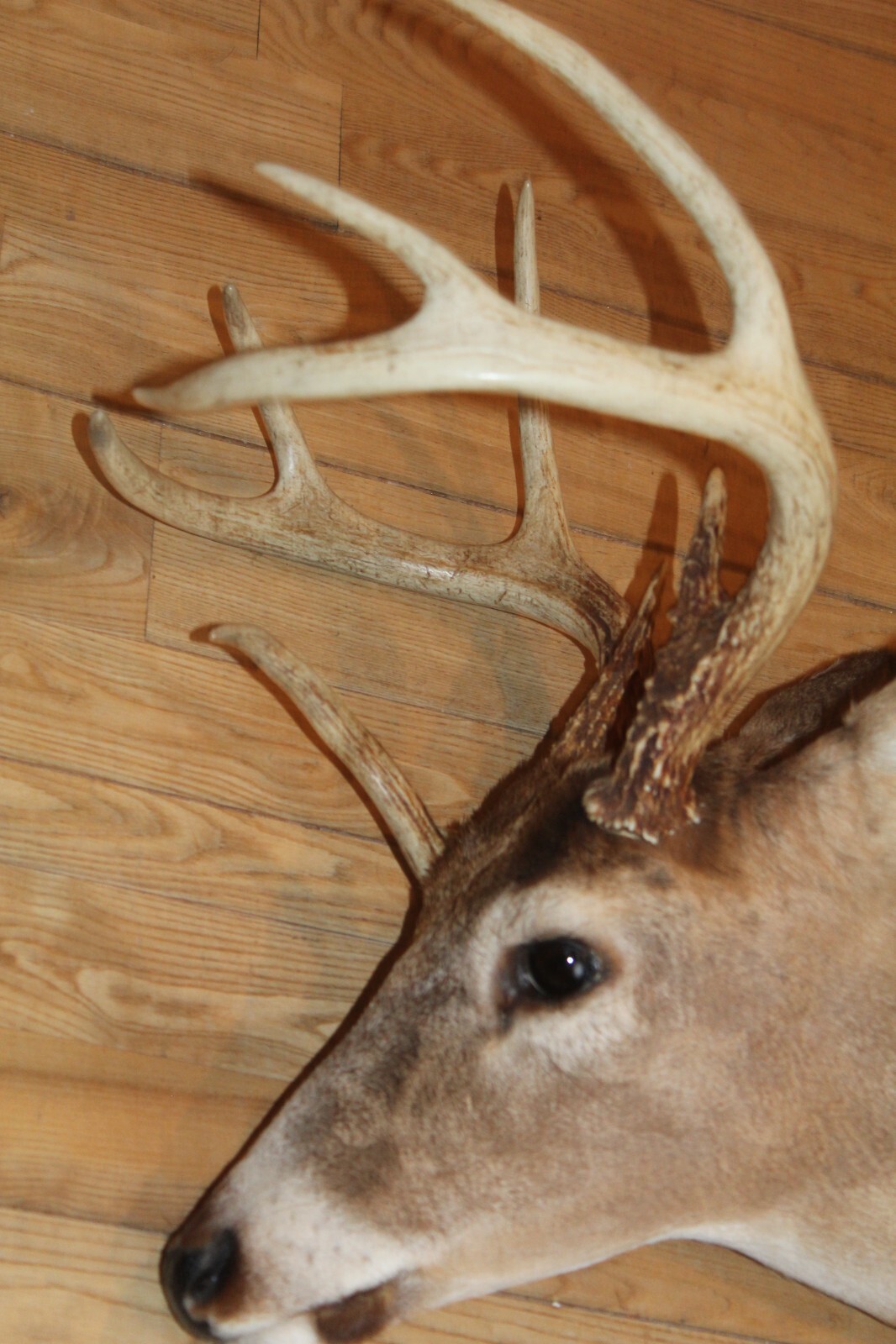 Freak Nontypical Whitetail Deer Head Shoulder Mount Taxidermy Cape Shed Antler