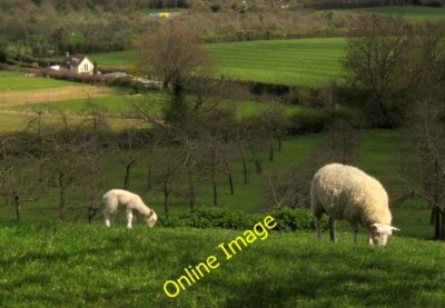 Photo 6x4 Sheep on Burrow Hill Burrow/ST4120 In the background is a deta c2013