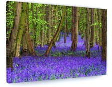 BLUEBELL WOODS WOODLAND CANVAS PICTURE PRINT DEEP FRAMED 