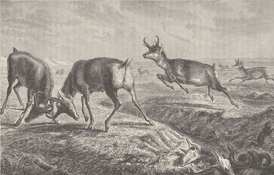 USA.Zackenhornantilope,jagt von den Utes,Comanchen & Plains Indianern 1890